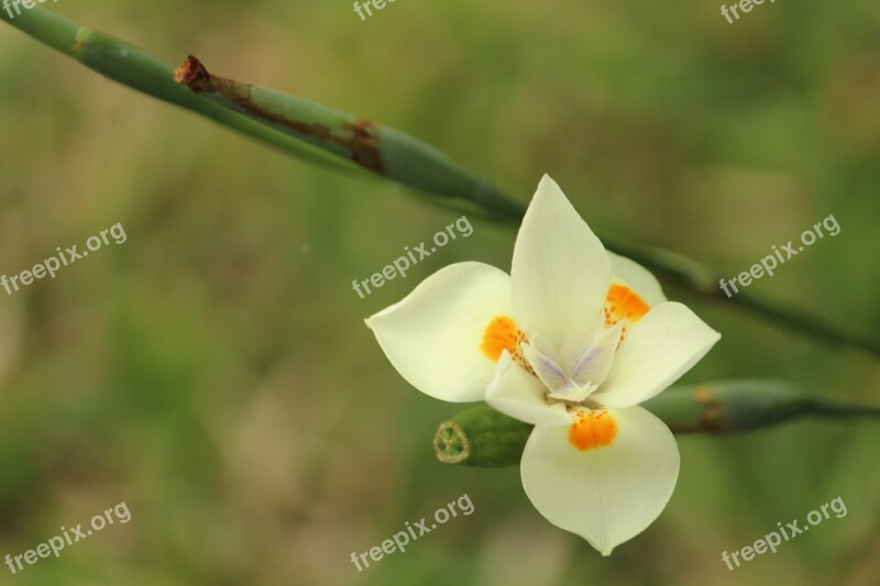 Flower White White Flower Nature Garden