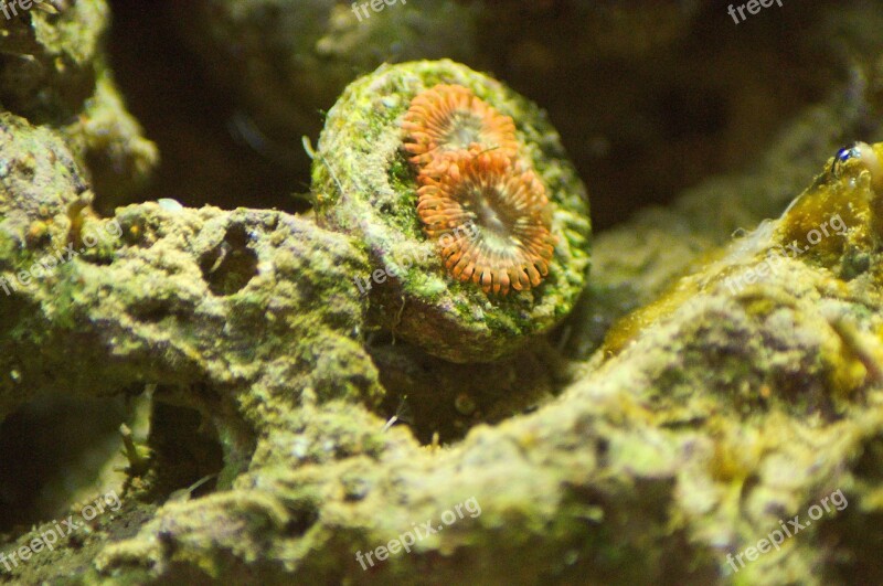 Zoa Coral Saltwater Polyp Aquarium