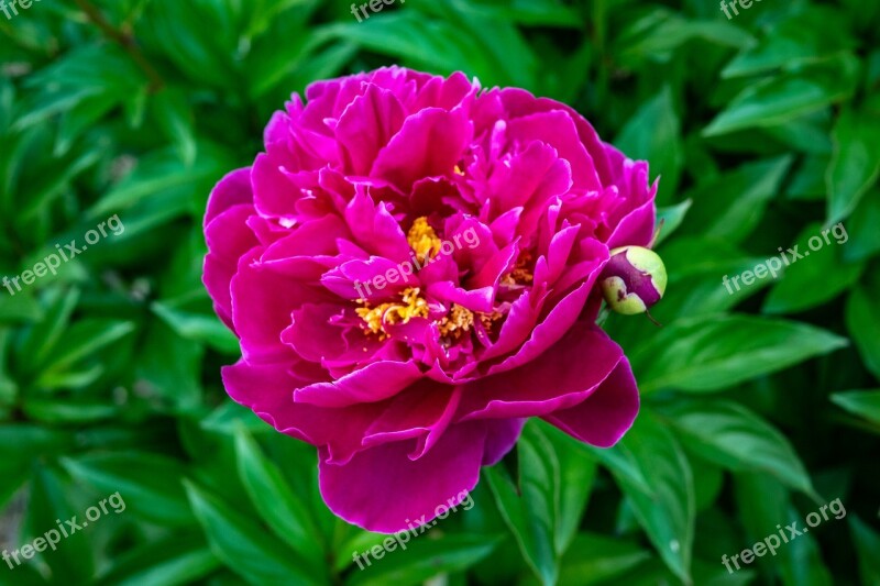 Peony Garden Rose Red Bud Flower