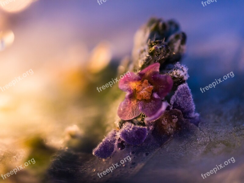 Flower Frost Blossom Bloom Filigree