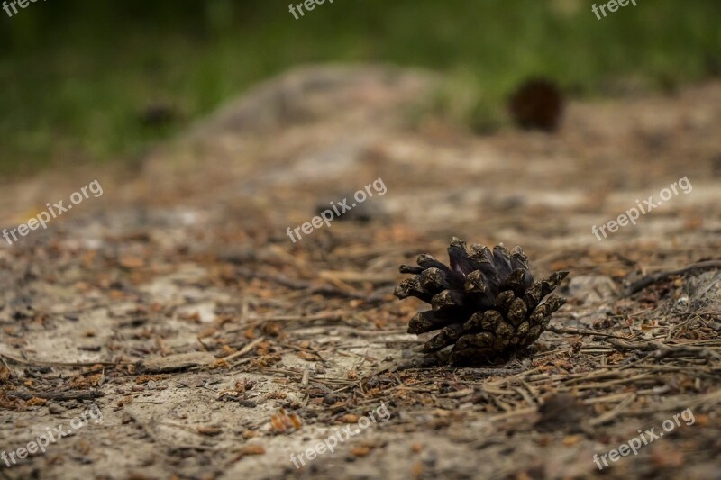 Forest Cone Nature Pine Cone Ground