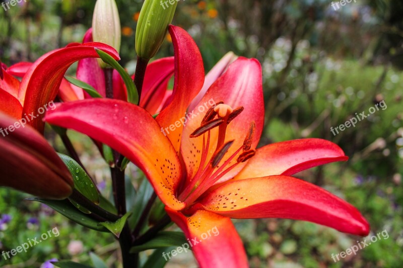 Lily Lilium Flowers Garden Plant