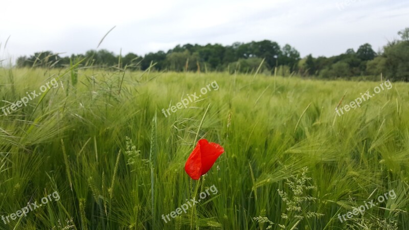 Field Lawn Prairie Nature Rural