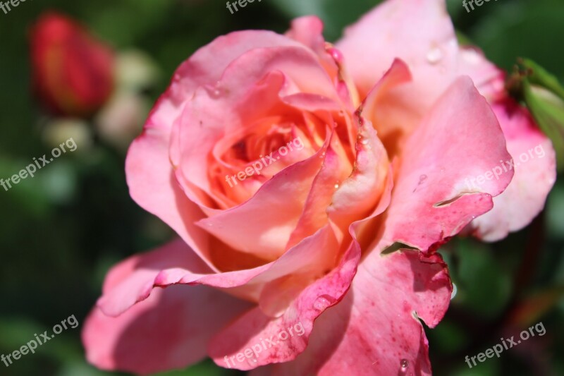 Rose Pink Rose Rose Bloom Blossoms Flower Garden