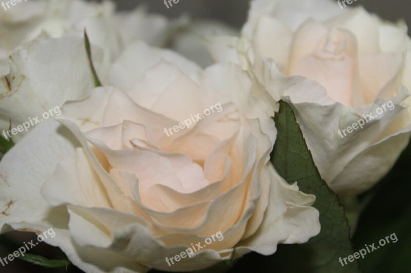 White Roses Rose Romance Bouquet Of Roses Love