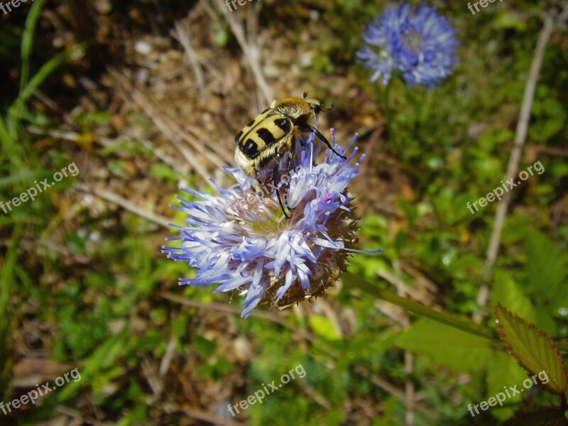 Flower Insect Cévennes Mountain Free Photos