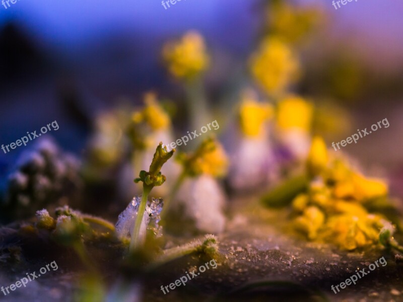 Flower Frost Blossom Bloom Filigree