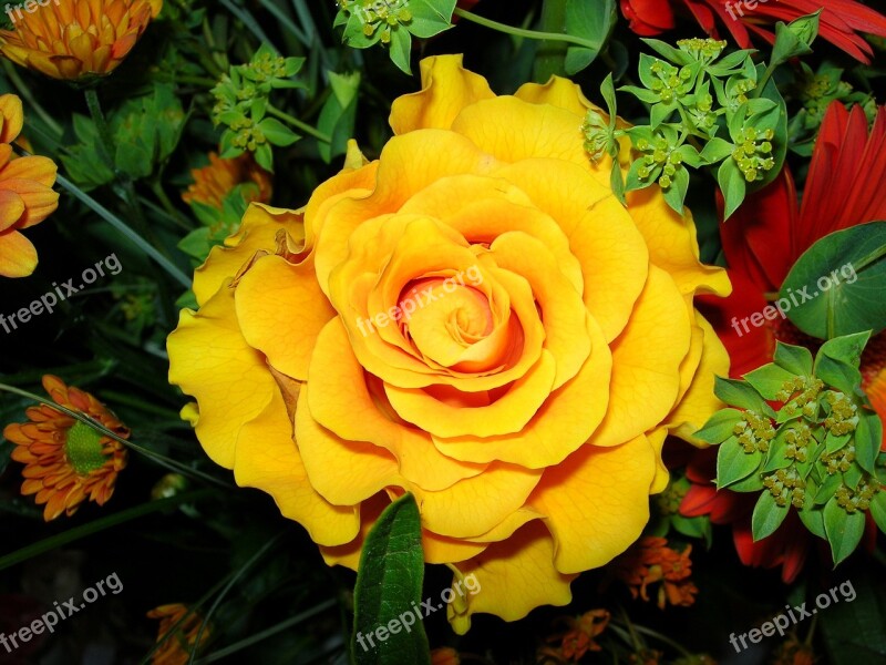 Rose Yellow Flower Bloom Close Up