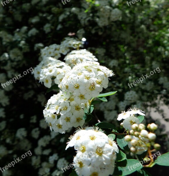 Flower Macro Close Up Blossom Bloom