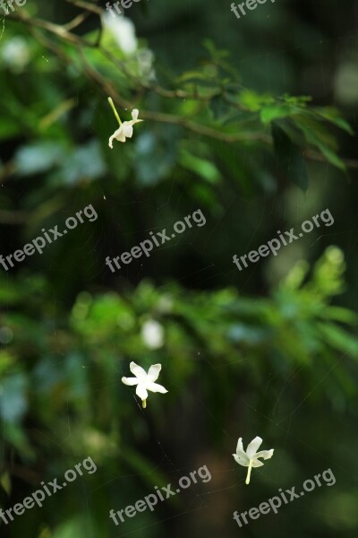 Flower Web Floral Nature Blossom