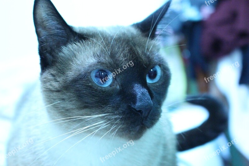 Cat Blue Eyes Feline Siamese Feline Look