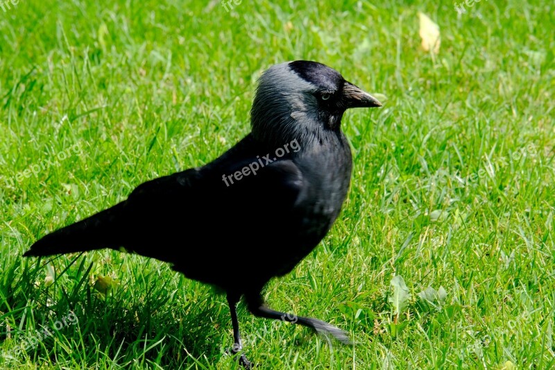 Crow Bird Raven Bird Black Nature