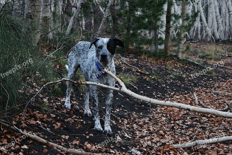 Dog Hunting Dog Attention Pet Pointer