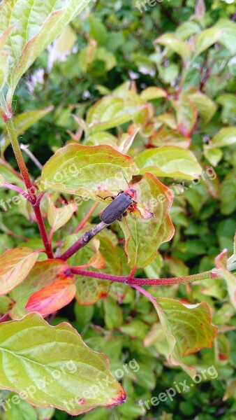 Nature Green Season Animal Bug