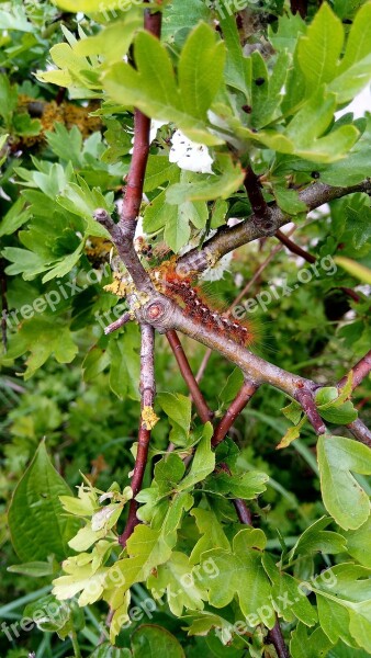 Caterpillars Green Nature Growth Development