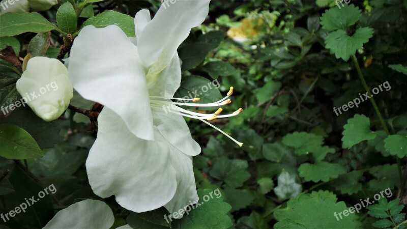 White Azaleas Flowers Danahham Free Photos