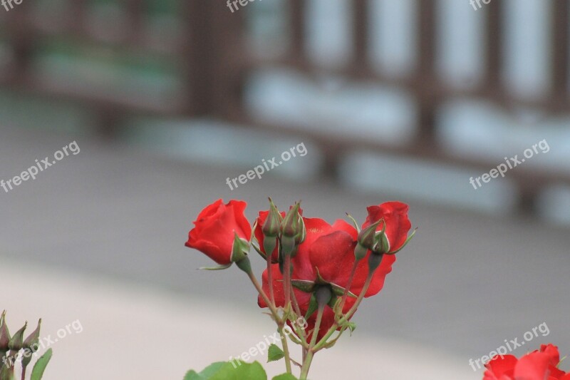 Plant Flower Red Rose Rose Pictures Pinkish Rose