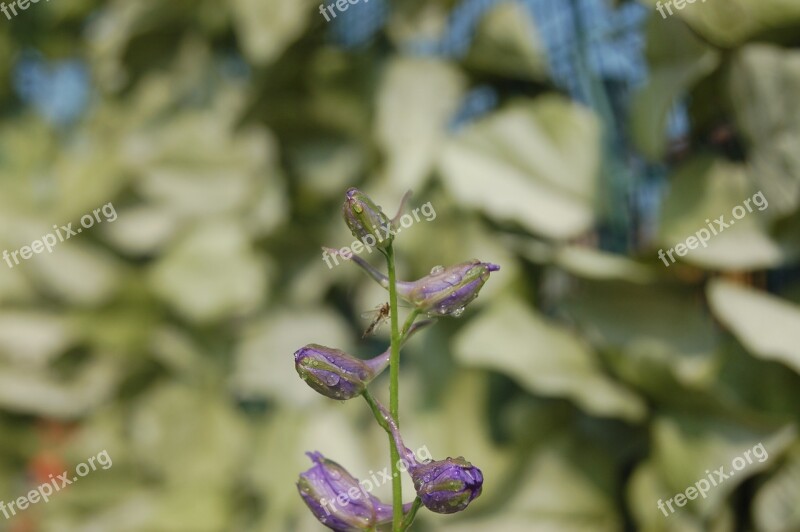 Droplets Buds Blue Flowers Free Photos