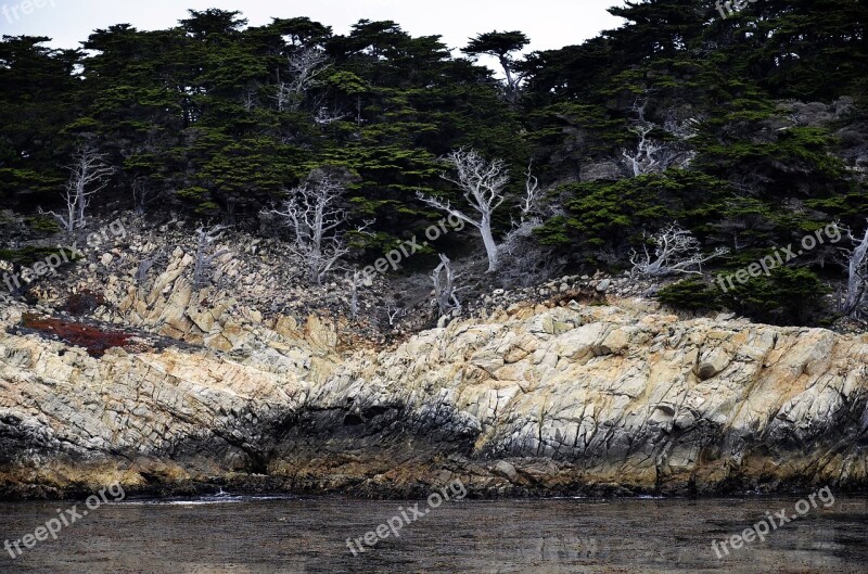 Big Sur Woods Ocean Cliff Free Photos