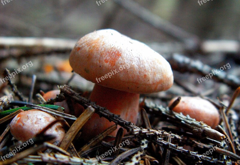 Rydz Mushroom Edible Autumn Tasty Mushrooms Edible