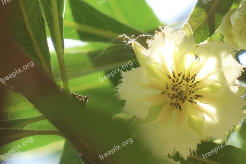 Water Stone Banyan 綻 Flower Plant Nature