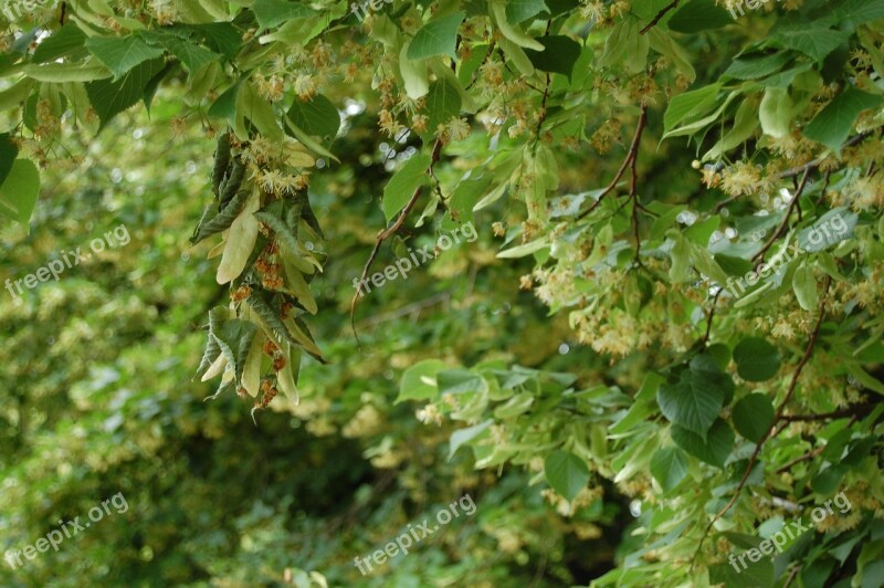 Linden Linden Flowers Nature Tree Leaf