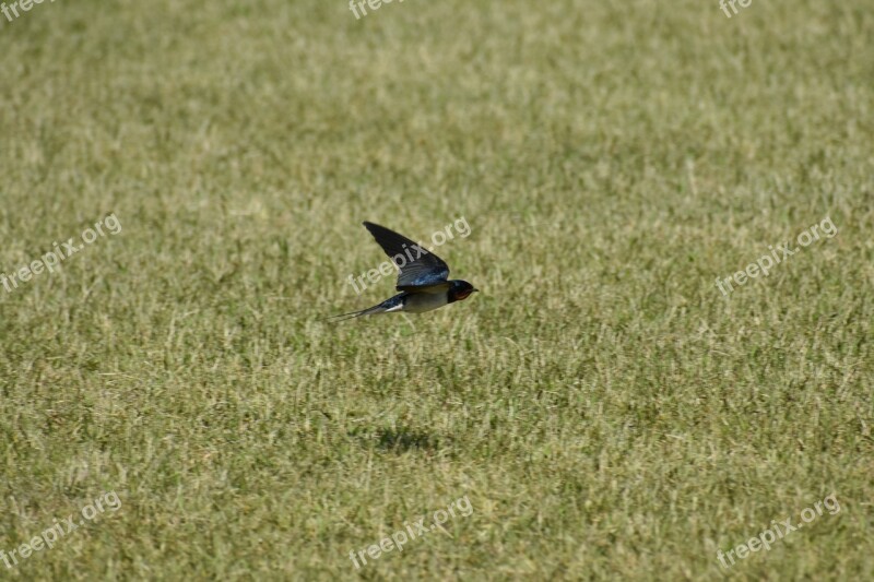 Animal Park Lawn Bird Wild Birds