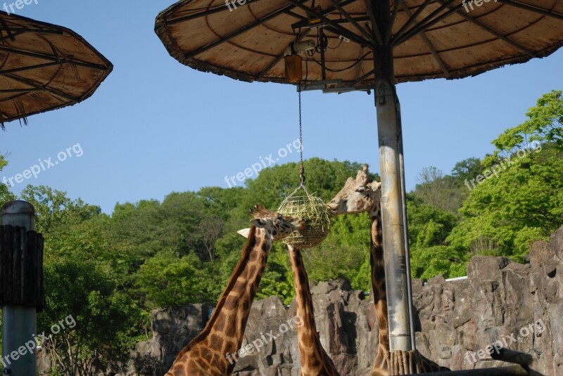 Korea Republic Of Korea Park Zoo Animal