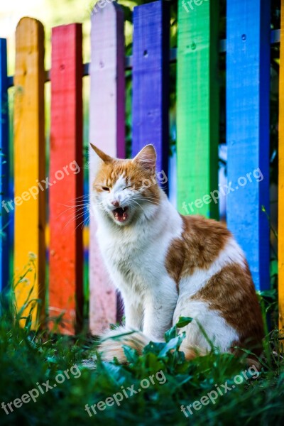 Cats Cat Pet Housecat Red-headed Cat