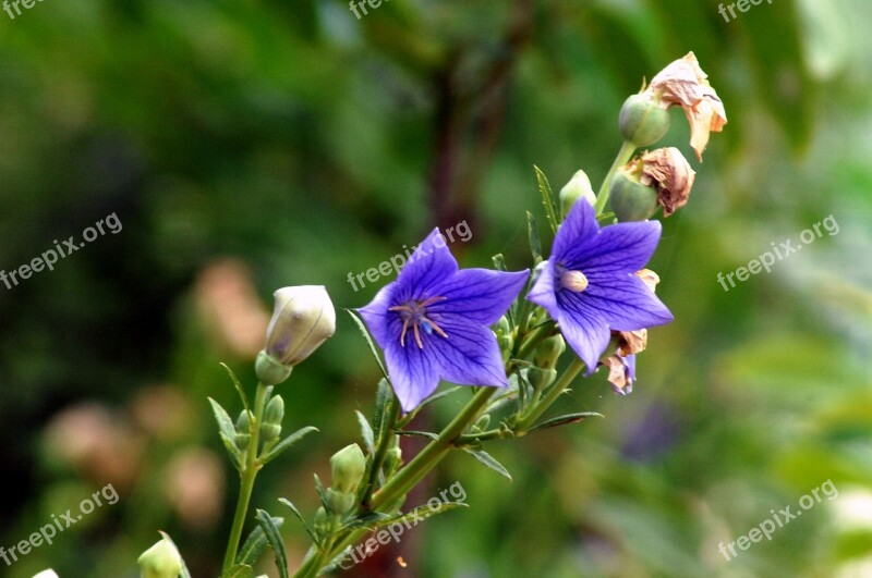 Bellflower Flower Behold See Flowers Free Photos