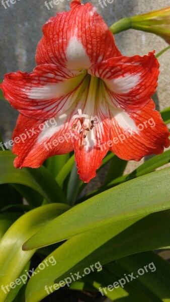 Lilium Nature Pollen Beautiful Flower