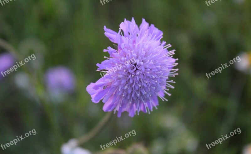 Flower Purple Close Up Purple Flower Dark Purple