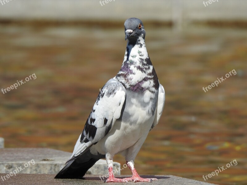 Dove Bird Feather Plumage Animal