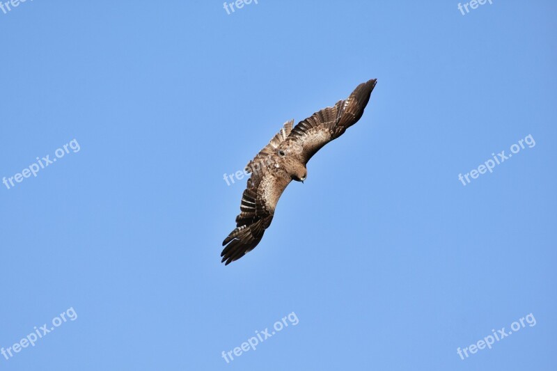 Animal Sky Bird Wild Birds Raptor