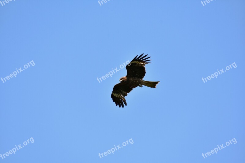 Animal Sky Bird Wild Birds Raptor