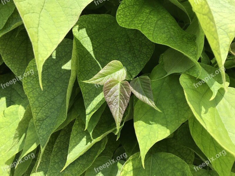 Bush Foliage Spring The Awakening Of Spring The Awakening Of Nature