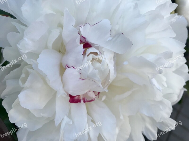 Peony Spring Flower White Pink