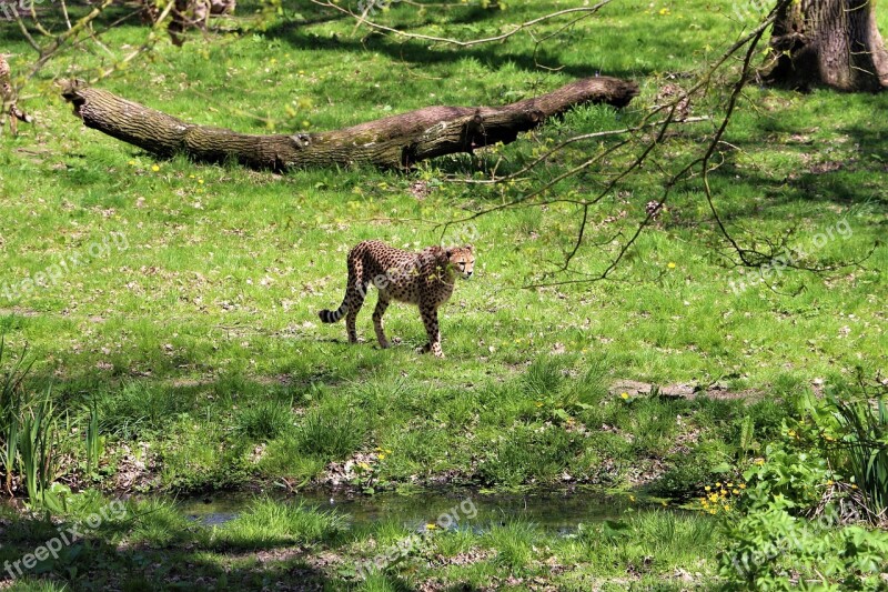 Cheetah Zoo Animal Feline Nature