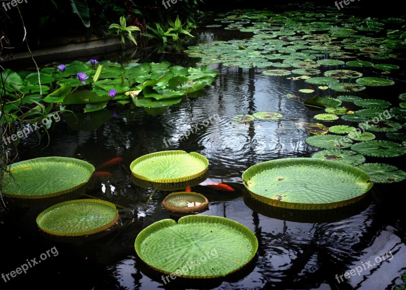 Waterlily Lake Water-plant Free Photos