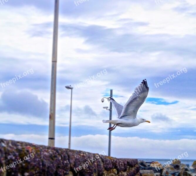 Seagull Ireland Sea Wind Breeze