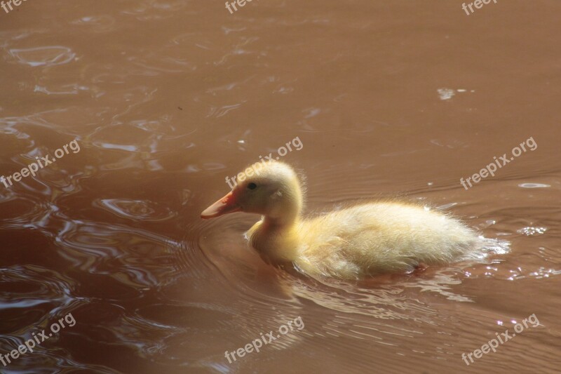 Duck Small Cute Fluff Waterfowl