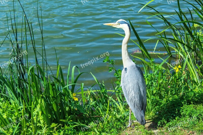 Bird Bank Water Birds Lake