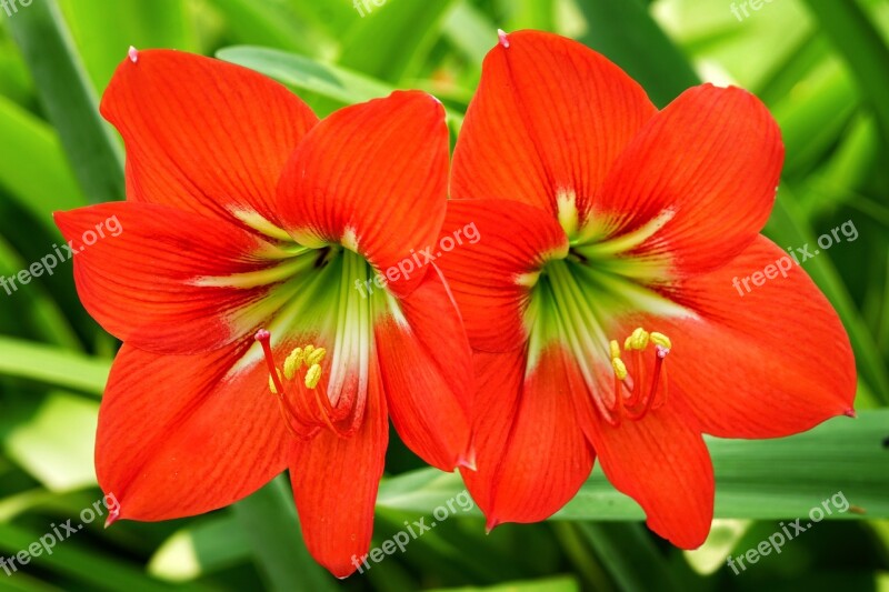 Striped Barbados Lily Day Lily Lily Deep Red