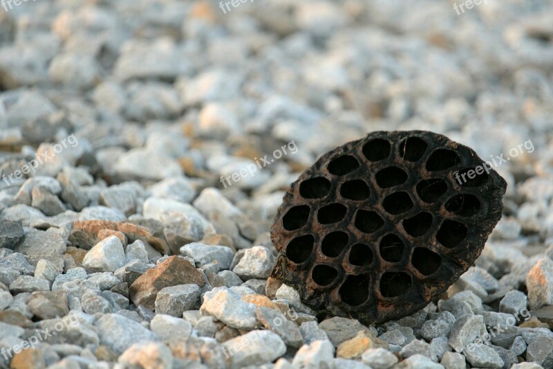 Seed Pod Phobia Gravel Rocks Phobias