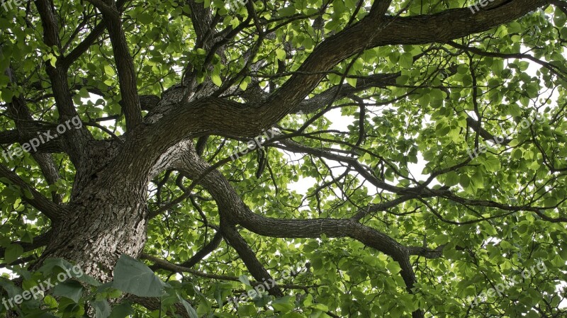 Catalpa Catalpa Tree Tree Branches Leaves