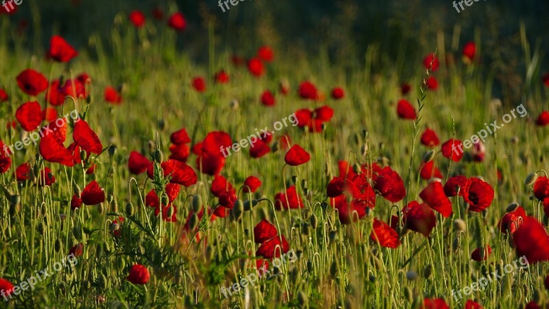 Poppies Nature Meadow Morning Sun Free Photos