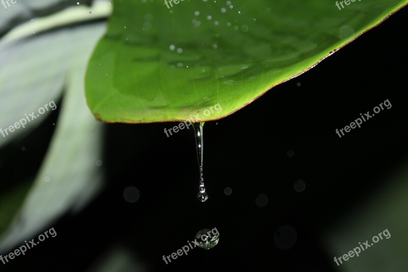 Drop H2o Wet Leaf Rain