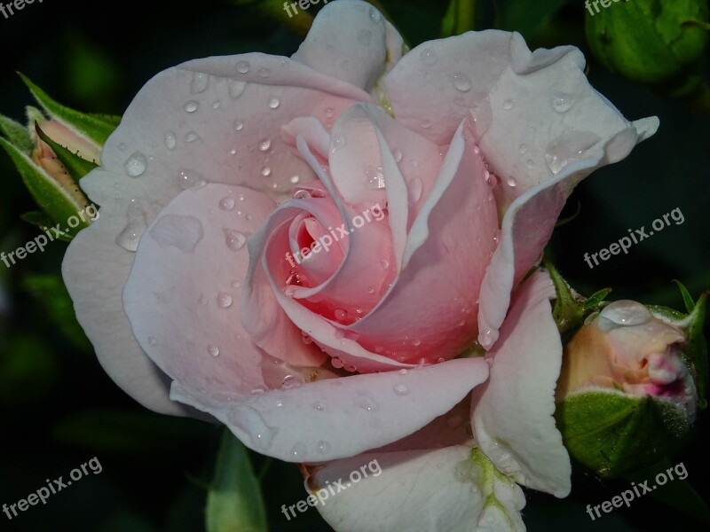 Rose Pink Drip Passionately Blossom