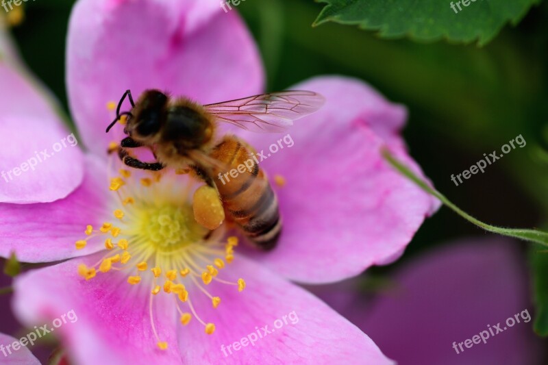 Wasp Flower Nectar Macro Yellow