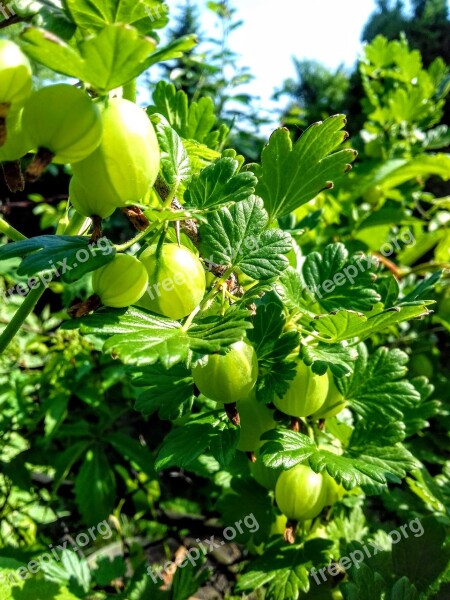 Garden Gooseberry Free Photos